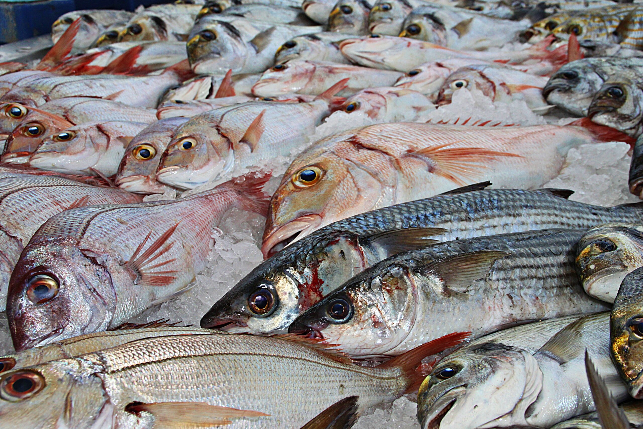 El consumo de pescado cae un 12% por la inflación: comprar más
